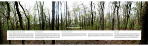 Foret-1