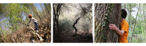 Foret-7